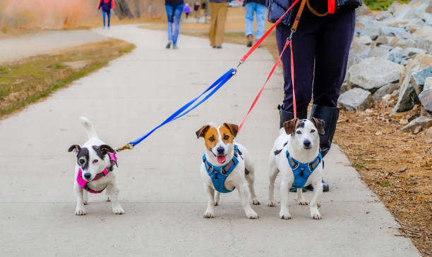 Guide des tailles pour choisir la bonne taille et les accessoires pour votre chien