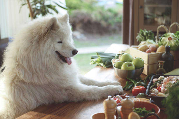 Les bases de l’alimentation chez le chat et le chien
