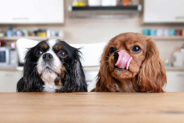 L’appétit chez le chien