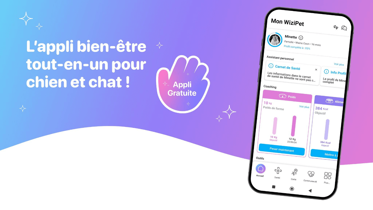 Conseils chiens et chats